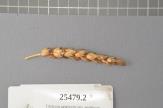 Click for 1 image(s) for this accession. Spike